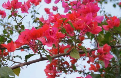 三角梅养殖方法和注意事项：不开花的原因？不开花怎么办？