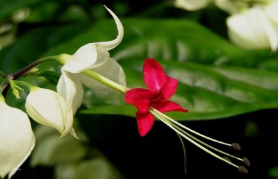 龙吐珠为什么不开花？龙吐珠不开花怎么办？