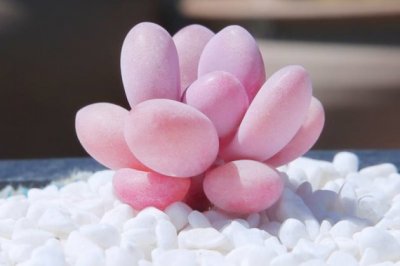 桃蛋怎么养？多肉植物桃蛋桃之卵的养殖方法和注意事项