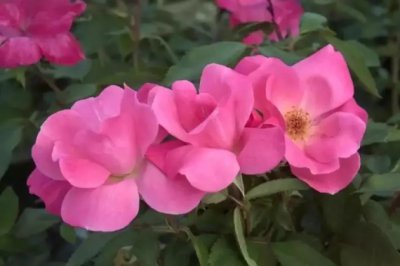 新手养月季花选这几种，从此不必为病虫害防治发愁！