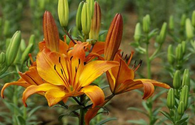 百合花怎么养？百合花的养殖方法和注意事项