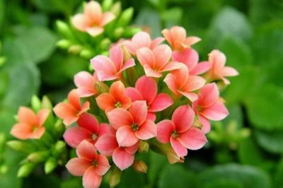 长寿花有毒吗 长寿花可以放卧室吗