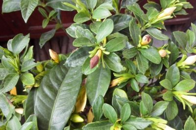 栀子花只长骨朵不开花怎么办？栀子花只长花苞不长花怎么办？