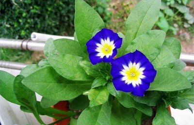 三色旋花的养殖方法