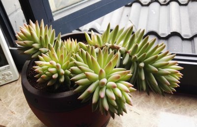 千佛手掉叶子怎么办？