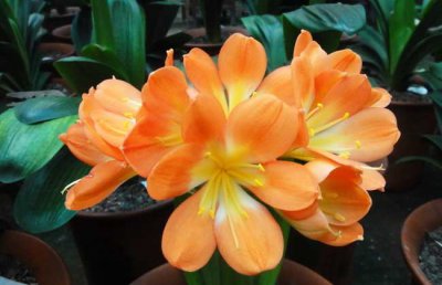 君子兰花期管理应注意什么？君子兰开花后怎么处理？