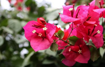 三角梅只长叶不开花怎么办？三角梅不开花怎么办？