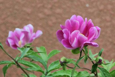 为什么家里不能种芍药？芍药花期是什么时候开花？芍药怎么种植才好？