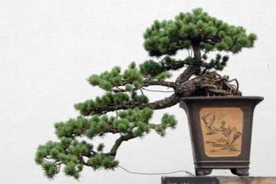 罗汉松的养殖方法和注意事项