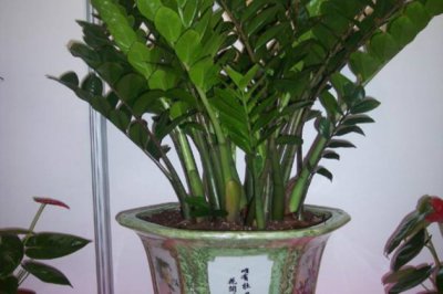 最适合客厅养（摆放）的植物：不仅寓意好，还有特殊功能