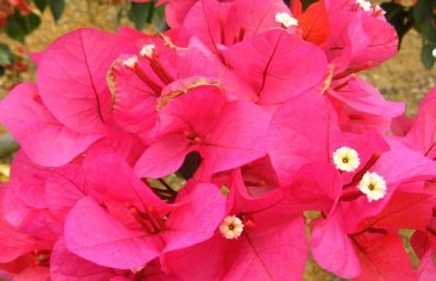 叶子花怎么养？叶子花怎么繁殖？