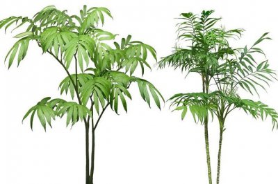 袖珍椰子有毒吗？袖珍椰子能放在卧室吗？