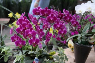 蝴蝶兰开花后怎么处理？蝴蝶兰花谢了从哪剪？
