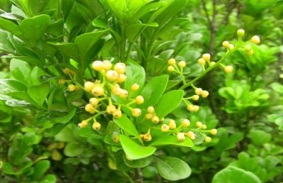 米兰花叶子发黄怎么办？米兰花叶子发黄怎么回事？