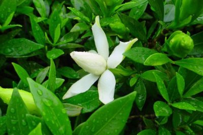 栀子花什么时候发芽 栀子花种子多久发芽