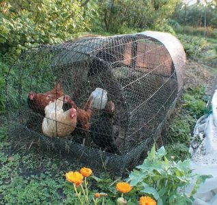 这几种家庭养花有机肥料简单易得，改善盆栽土壤肥力效果还好