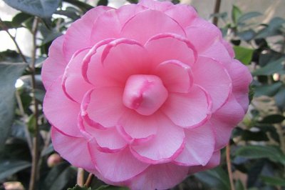 盆栽什么时候换盆最好？怎样给花卉换盆？盆栽换盆注意事项有哪些