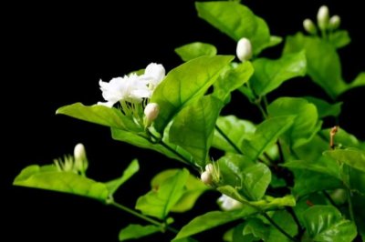茉莉花叶子发黄怎么办？