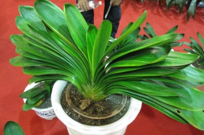 君子兰叶子太长怎么办