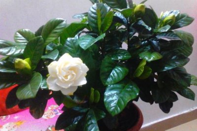栀子花的修剪方法 栀子花开花前开花后怎么修剪
