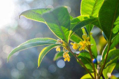 桂花怎么养？