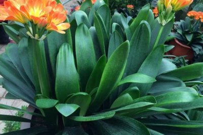 君子兰不开花是什么原因？君子兰不开花怎么办？
