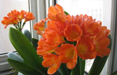 君子兰什么时候开花？花期多长时间？
