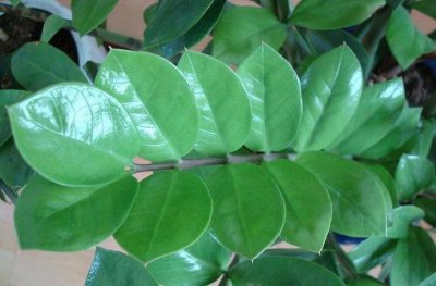 金钱树有毒吗？雪铁芋能放卧室吗？金松能净化空气吸甲醛吗？
