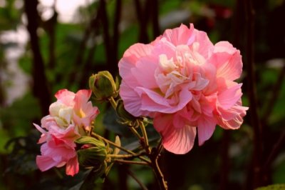 芙蓉花叶子有斑点怎么办 芙蓉花叶子长锈斑是什么原因