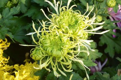 菊花的养殖方法和注意事项