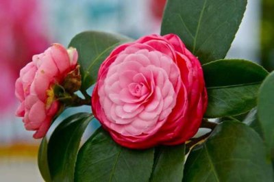 十八学士茶花养殖方法