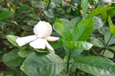 栀子花长得太高怎么办