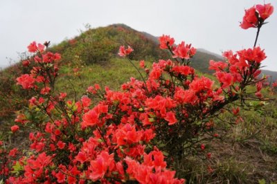 杜鹃花叶子干枯怎么办