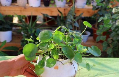 铜钱草土培方法和注意事项