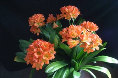 君子兰有毒吗 君子兰适合放在卧室吗