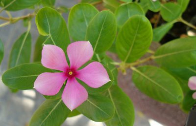 长春花有毒吗？长春花可以在室内养吗？长春花适合放卧室吗？