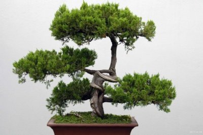 盆栽植物什么时候换土？如何促使盆栽能长期不用更换盆土？