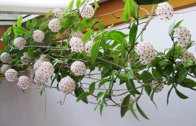球兰有毒吗？球兰花香对人体有害吗？