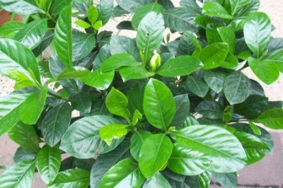 栀子花不长叶子怎么办？栀子花不发新芽怎么回事？
