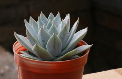 如何种植多肉植物？新手种植多肉植物入门技巧