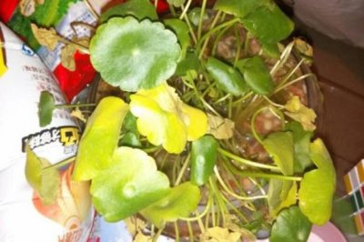 铜钱草叶子发黄怎么办？铜钱草掉叶子怎么回事？
