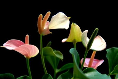 红掌枯萎怎么回事？红掌花枯萎怎么办？