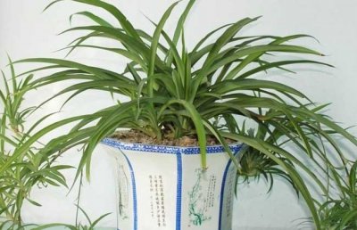 吊兰什么时候开花？吊兰为什么不开花？