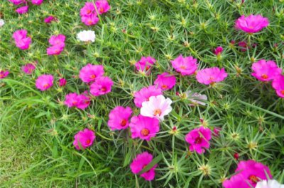 适合暖春扦插的植物，你等的植物扦插好时机到啦！