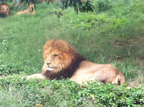 重庆野生动物世界(Chongqing Wildlife World)