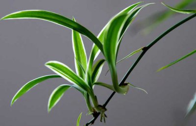 吊兰有毒吗？吊兰能放在卧室吗？