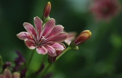 露薇花的养殖方法和注意事项