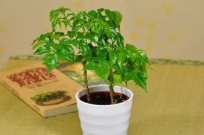 幸福树怎么扦插繁殖最简单