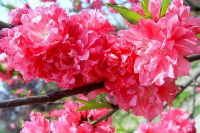 杜鹃花叶子发红怎么办