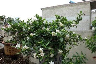 栀子花叶子发黑干枯怎么办